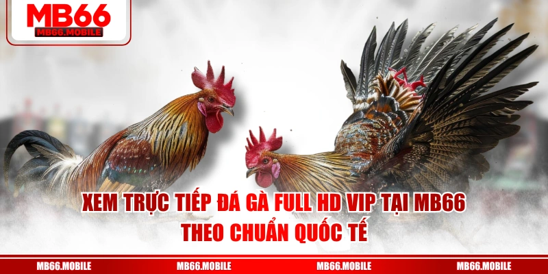 Xem trực tiếp đá gà Full HD VIP tại MB66 theo chuẩn quốc tế